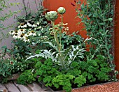 CITY ROOF TERRACE GARDEN WITH CYNARA SCOLYMUS GREEN GLOBE  PARSLEY  LATHYRUS ODORATUS BLACK KNIGHT AND ECHINACEA WHITE SWAN.  HEDENS LUSTGARD  SWEDEN