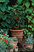 CITY ROOF TERRACE GARDEN WITH TERRACOTTA POT PLANTED WITH RED PEPPERS.  HEDENS LUSTGARD  SWEDEN