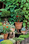CITY ROOF TERRACE GARDEN WITH TERRACOTTA POT PLANTED WITH RED PEPPERS.  HEDENS LUSTGARD  SWEDEN