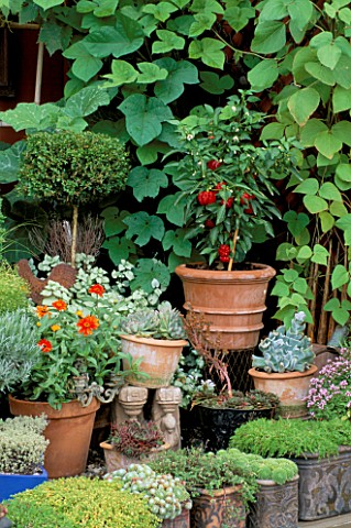 CITY_ROOF_TERRACE_GARDEN_WITH_TERRACOTTA_POT_PLANTED_WITH_RED_PEPPERS__HEDENS_LUSTGARD__SWEDEN