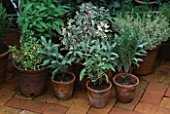 CITY ROOF TERRACE GARDEN WITH TERRACOTTA POTS PLANTED WITH HERBS (L-R VARIEGATED OREGANO  SAGE  ROSEMARY AND VARIEGATED THYME)  HEDENS LUSTGARD  SWEDEN