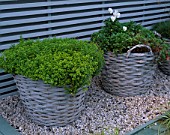 CITY ROOF TERRACE GARDEN WITH BASKET PLANTED WITH THYME AND PANSIES. HEDENS LUSTGARD  SWEDEN
