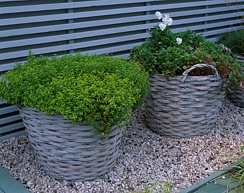 CITY_ROOF_TERRACE_GARDEN_WITH_BASKET_PLANTED_WITH_THYME_AND_PANSIES_HEDENS_LUSTGARD__SWEDEN