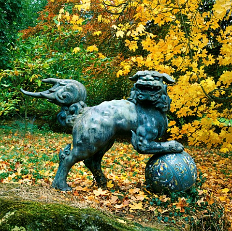 A_BRONZE_CHINESE_LION_STANDS_IN_FRONT_OF_ACER_SACCHARUM_BATSFORD_ARBORETUM__GLOUCESTERSHIRE