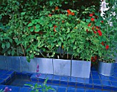 CITY ROOF TERRACE GARDEN: BLUE CERAMIC TILES AND RILL  WITH METAL CONTAINERS PLANTED WITH TOMATOES AND NASTURTIUMS. HEDENS LUSTGARD  SWEDEN