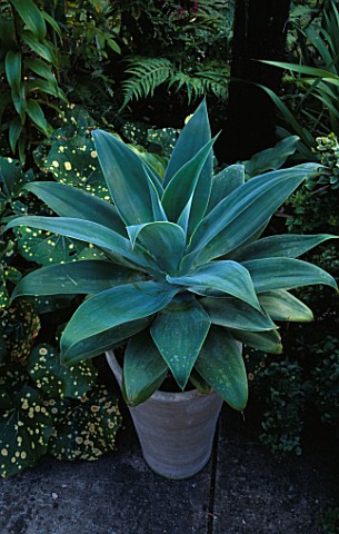 PETER_REIDS_GADEN__LYMINGTON__HAMPSHIRE__AN_AGAVE_IN_A_CONTAINER