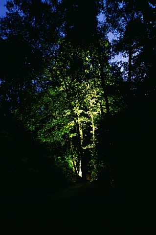 TREE_LIT_UP_AT_NIGHT_FROM_BELOW_LIGHTING_BY_GARDEN_AND_SECURITY_LIGHTING