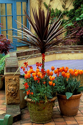 TERRACOTTA_PATIO_CONTAINERS_PLANTED_WITH_CORDYLINE_AUSTRALIS_PURPUREA__WALLFLOWERS_AND_TULIP_PRINSES