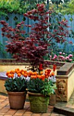 TERRACOTTA PATIO: CONTAINERS PLANTED WITH WALLFLOWERS  TULIP PRINSES IRENE AND A JAPANESE MAPLE