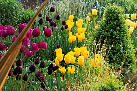SPRING_BORDER_BOX_BALL_AND_TULIPS_NEGRITA__QUEEN_OF_NIGHT_AND_GOLDEN_MELODY