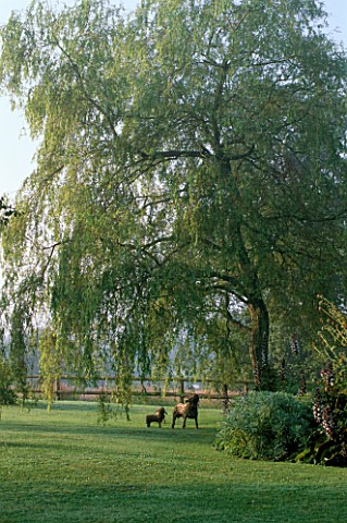 WILLOW_TREE_AND_LAWN_WITH_WILLOW_SCULPTURE_SHEEP_MAY_SAFELY_GRAZE