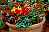 TERRACOTTA POT PLANTED WITH COTONEASTER FRIGIDUS CORNUBIA  GAULTHERIA PROCUMBENS  SKIMMIA REEVESIANA  MINI CYCLAMEN AND MULCHED WITH HAZELNUTS