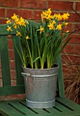 GALVANISED METAL CONTAINER PLANTED WITH NARCISSUS TETE-A-TETE