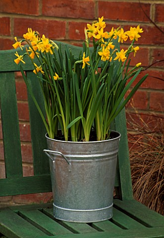 GALVANISED_METAL_CONTAINER_PLANTED_WITH_NARCISSUS_TETEATETE