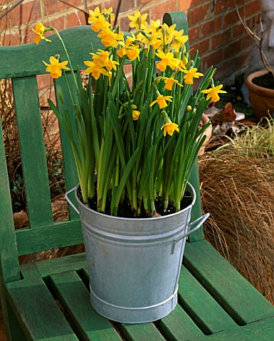 GALVANISED_METAL_CONTAINER_PLANTED_WITH_NARCISSUS_TETEATETE