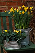 GALVANISED METAL CONTAINERS PLANTED WITH NARCISSUS TETE-A-TETE AND PRIMULA JESSICA