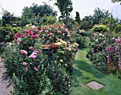 A GRASS PATH CUTS BETWEEN BORDERS OF ENGLISH ROSES IN CAROLYN HUBBLES GARDEN  SHROPSHIRE