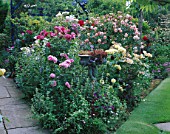 BORDER IN CAROLYN HUBBLES GARDEN  SHROPSHIRE: ROSES INCLUDING THE WEEPING STANDARD ROSE PAUL TRANSON