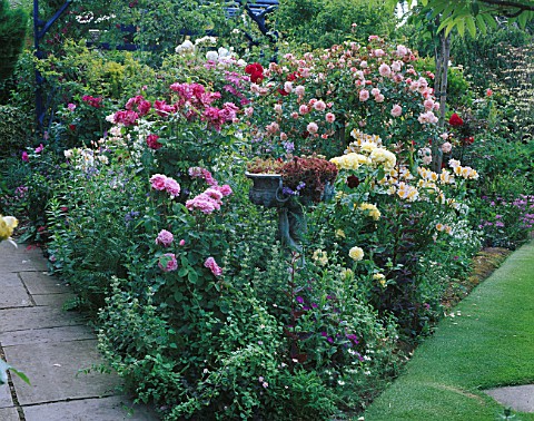 BORDER_IN_CAROLYN_HUBBLES_GARDEN__SHROPSHIRE_ROSES_INCLUDING_THE_WEEPING_STANDARD_ROSE_PAUL_TRANSON
