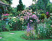 LAWN AND BORDERS IN CAROLYN HUBBLES GARDEN  SHROPSHIRE: ROSES INCLUDING THE WEEPING STANDARD ROSE PAUL TRANSON AND THE PINK ROSE FLOWER CARPET