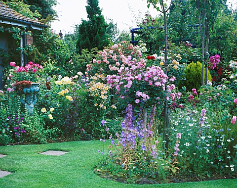 LAWN_AND_BORDERS_IN_CAROLYN_HUBBLES_GARDEN__SHROPSHIRE_ROSES_INCLUDING_THE_WEEPING_STANDARD_ROSE_PAU