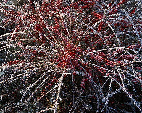 THE_SCREE_GARDEN_AT_LADY_FARM__SOMERSET__DUSTED_WITH_WINTER_FROST_COTONEASTER_CONSPICUUS_VAR_DECORUS