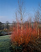 LADY FARM  SOMERSET  IN WINTER. FROST COVERS GRASS AND STEMS OF SALIX ALBA CHERMESINA WITH WHITE STEMS OF BETULA JACQUEMONTII