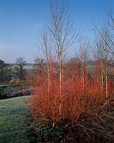 LADY_FARM__SOMERSET__IN_WINTER_FROST_COVERS_GRASS_AND_STEMS_OF_SALIX_ALBA_CHERMESINA_WITH_WHITE_STEM