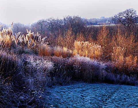LADY_FARM__SOMERSET__IN_WINTER_THE_PRAIRIE_WITH_SOLIDAGO_RUGOSA_FIREWORKS__CORTADERIA_SUNNINGDALE_SI