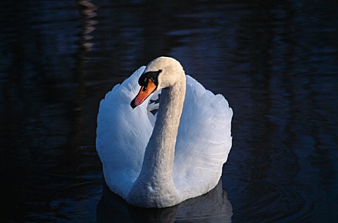 LADY_FARM__SOMERSET__IN_WINTER_A_SWAN_ON_THE_LOWER_LAKE