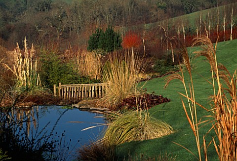 LADY_FARM__SOMERSET__IN_WINTER_VIEW_DOWN_THE_GARDEN_WITH_CORTADERIA_GOLD_BAND__MISCANTHUS_SINENSIS_Z