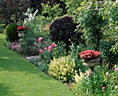 RED GABLES  WORCESTERSHIRE: BORDER FILLED WITH ROSES AND URNS PLANTED WITH PELARGONIUM RED GABLES