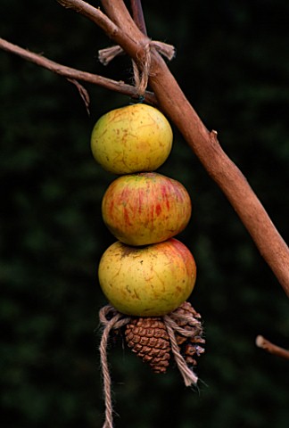APPLES_AND_FIR_CONES__TIED_WITH_HAIRY_TWINE_TO_THE_RUSTIC_BIRDFEEDER