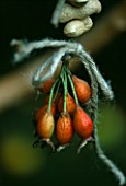 ROSE HIPS AND PEANUTS  TIED WITH HAIRY TWINE TO THE RUSTIC BIRDFEEDER