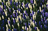 MUSCARI BOTRYOIDES AND MUSCARI BOTRYOIDES ALBUM
