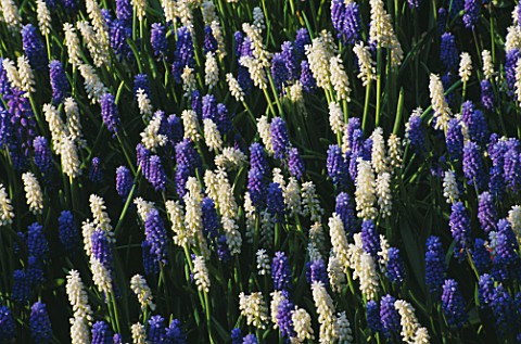 MUSCARI_BOTRYOIDES_AND_MUSCARI_BOTRYOIDES_ALBUM