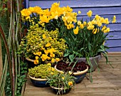 YELLOW THEMED CONTAINERS ON DECK: TULIP GOLDEN GIRL  NARCISSUS YELLOW CHEERFULNESS  PANSIES  GOLDEN MARJORAM  SEMPERVIVUMS AND TULIPA TARDA