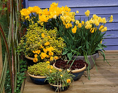 YELLOW_THEMED_CONTAINERS_ON_DECK_TULIP_GOLDEN_GIRL__NARCISSUS_YELLOW_CHEERFULNESS__PANSIES__GOLDEN_M
