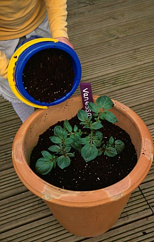 NANCY_EARTHING_UP_VANESSA_POTATOES_IN_A_TERRACOTTA_CONTAINER