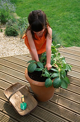NANCY_PULLING_OUT_VANESSA_POTATOES_FROM_A_TERRACOTTA_POT