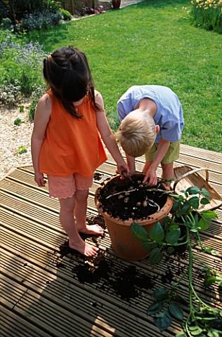 NANCY_AND_ROBBIE_HARVESTING__VANESSA_POTATOES_FROM_A_TERRACOTTA_POT