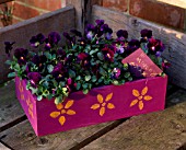 PURPLE MOTHERS DAY BOX PLANTED WITH VIOLAS