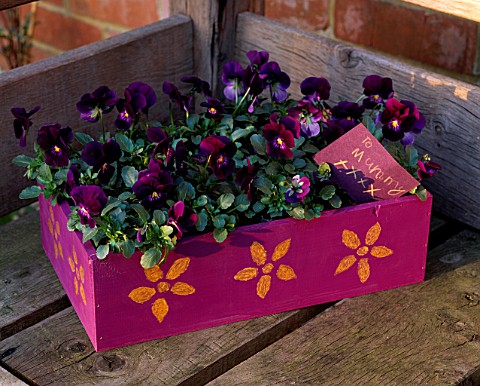 PURPLE_MOTHERS_DAY_BOX_PLANTED_WITH_VIOLAS