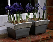 METAL CONTAINERS ON A WINDOWSILL PLANTED WITH IRIS RETICULATA