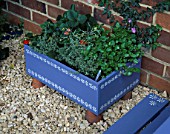BLUE WOODEN BOX DECORATED WITH WHITE FLOWERS PLANTED WITH VIOLA LAURA CAWTHORNE  STRAWBERRY VIVA ROSA  THYMUS SILVER POSIE AND HELICHRYSUM ITALICUM
