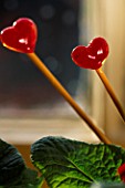 WOODEN STICKS WITH RED GLASS HEARTS IN VALENTINE POT
