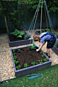 CONNIE PLANTING PARSLEY IN THE DECORATIVE CHILDRENS POTAGER