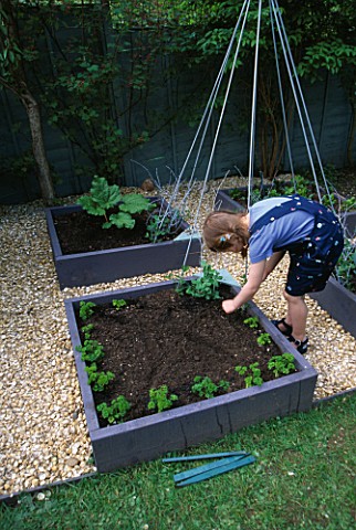 CONNIE_PLANTING_PARSLEY_IN_THE_DECORATIVE_CHILDRENS_POTAGER