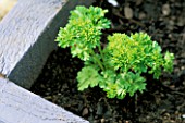 YOUNG PARSLEY IN THE DECORATIVE CHILDRENS POTAGER