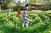 HARRIET  NANCY AND ROBBIE PLAY IN THE DAFFODIL MAZE IN GRASS MADE WITH NARCISSUS YELLOW CHEERFULNESS
